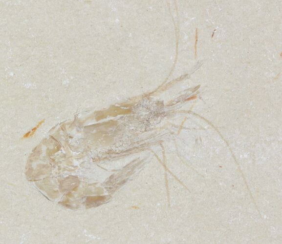 Cretaceous Fossil Shrimp - Lebanon #52750